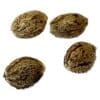 Modified Kush Mints