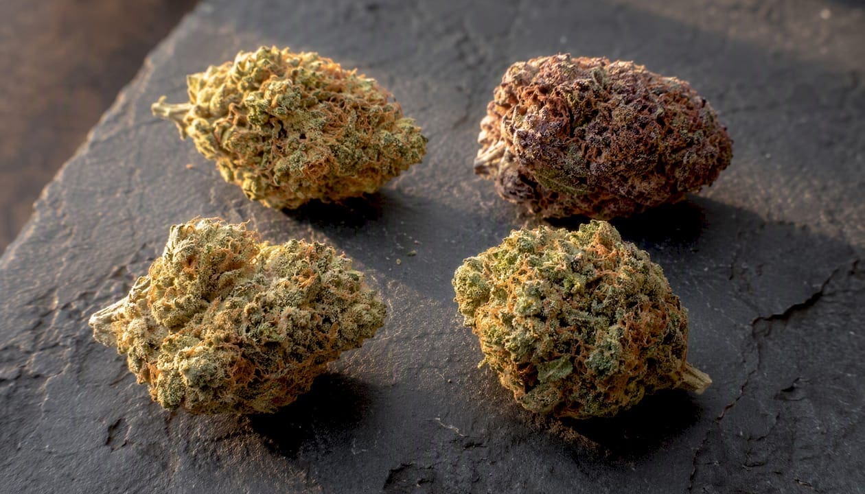 Three different cannabis flower samples on white surface